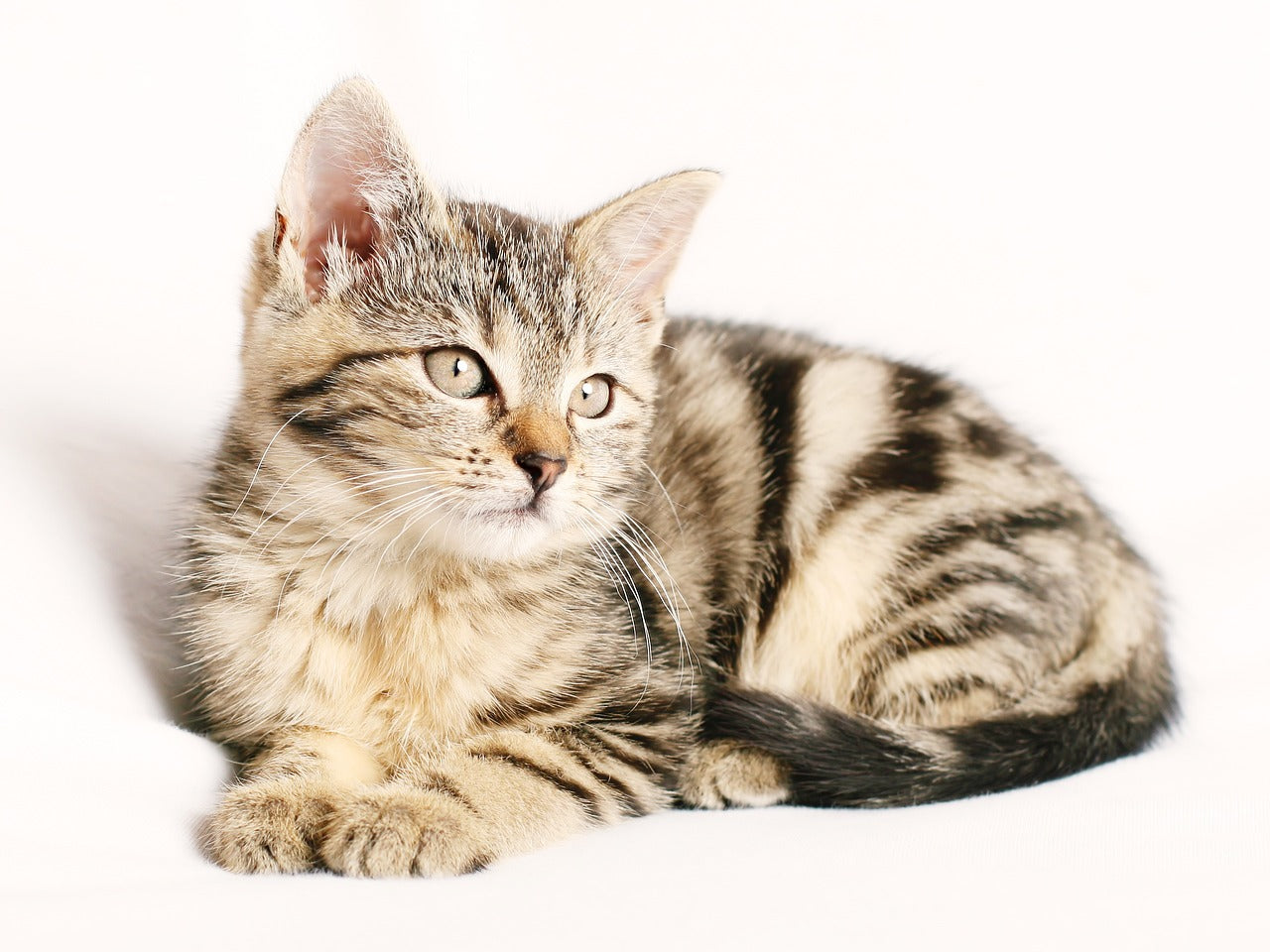 Cat Products