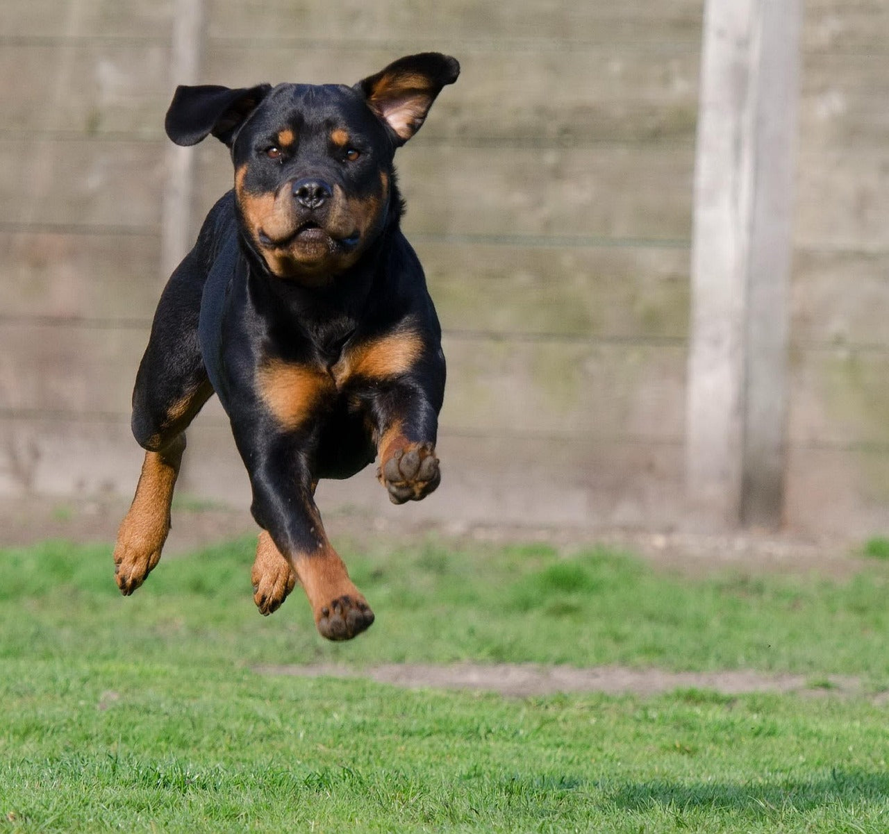 Dog Products